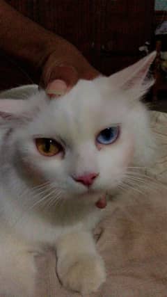 cat for sale