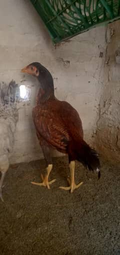 aseel hen urgent sale