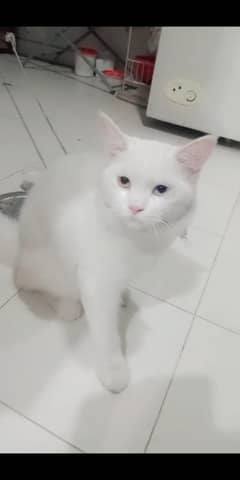 Persian