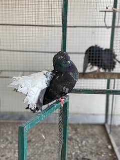 lucky peigons indian fantail  pairs