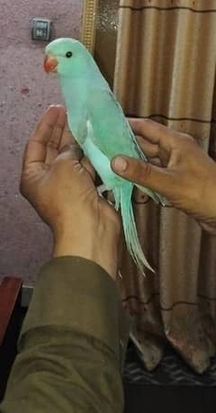 Kashmiri chicks | Bule Yellow white  chicks | green chicks