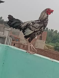 Aseel murga pta approved
