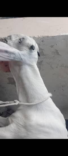 Rajan puri craas achi hight khiri paath ha