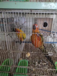 parrot's complete setup for sale