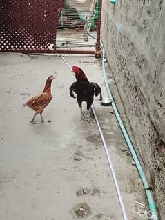 pure mianwali Sath 4 anda final price 6500