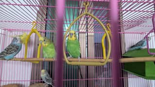 budgies