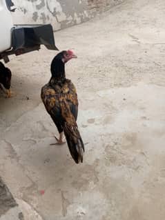 aseel phata