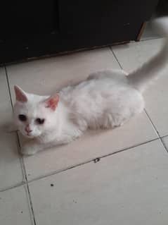 cat sale
