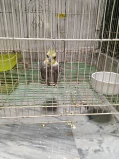 for