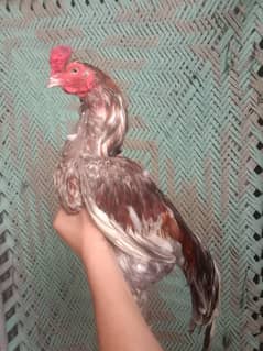 Pakistani aseel birds 1 Saleta Murga or 2 murgiya for sale