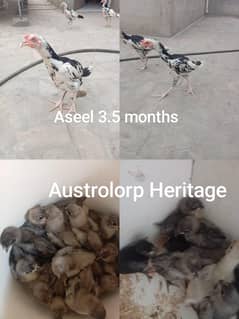 Aseel