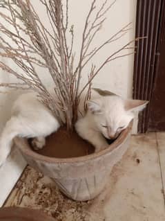 3 month kitten