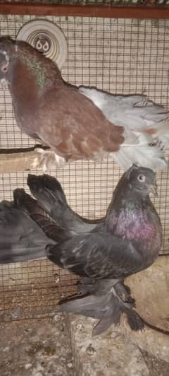 red breeder female with blak chik