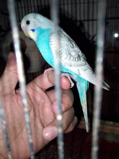 Spangle