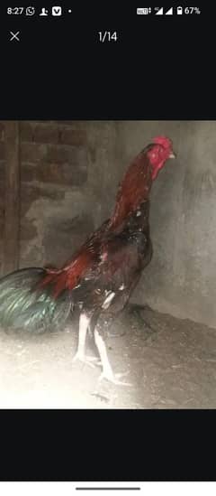 shamo or Thai kross