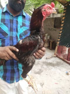 black aseel pakoya