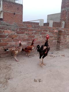 3 murgiya 1 murga sindhi aseel pure