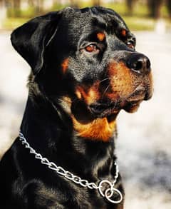 Rottweiler female