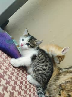 persian kittens 2 month age good quality