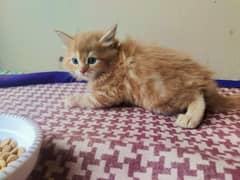 persian kittens 2 month age good quality