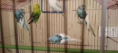 parrots