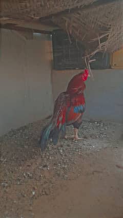 aseel chicks hens roasters