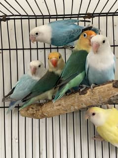 Lovebirds