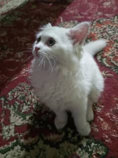 female persion cat
