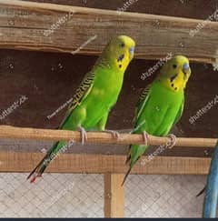 Australian parrot for sale