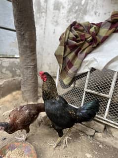 Aseel Pair For Sale | Urgent Sale | Fixed Price
