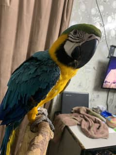 Blue and Gold Macaw 4 Years Plus Age