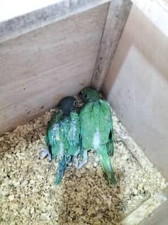 Parrot Baby / Chick