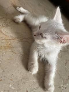 persian kitten
