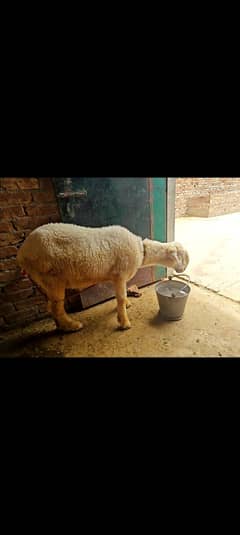 Mundra for Sale