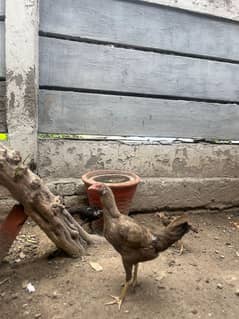 Aseel Female For Sale | Urgent Sale
