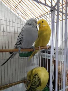 king size budgies two pairs