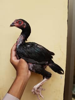 mushka lassani ptha 03244182590