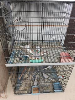 Lovebirds, Finch, Dove breeding setup for sell