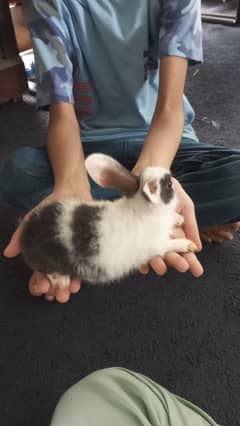 rabbits, breeder pair, aspected bunnies