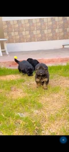 German shepherd puppy available