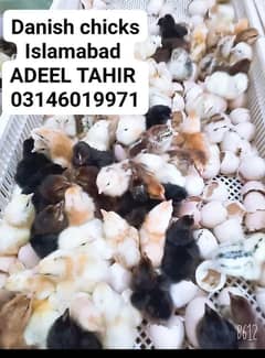 Golden misri Australorp chicks available