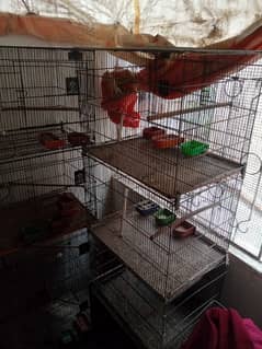 Birds