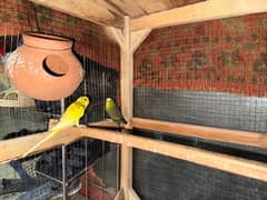 Austrailian parrots pair