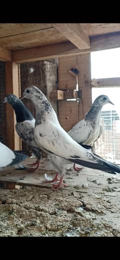 for sale baby pigeon WhatsApp and call number 03707139595