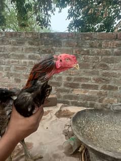 pure panas breeder male