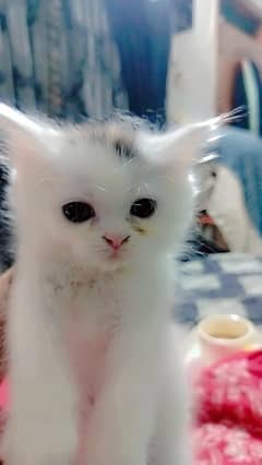 pure persian