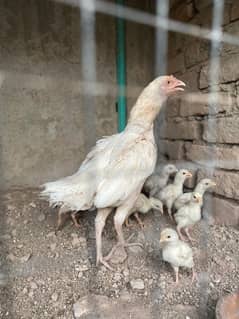 Heera Aseel, Heera Aseel chicks