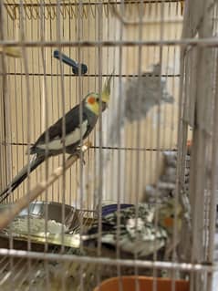 Cocktail Parrot Pair