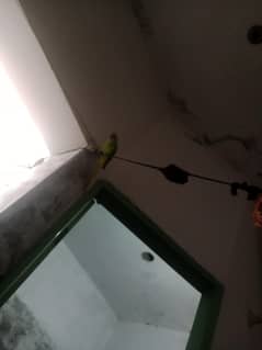 parrot