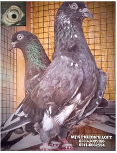 Kalduma and Rampuri Breeder Pair's